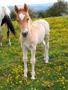 Selection Of Quality Ardennes Foals